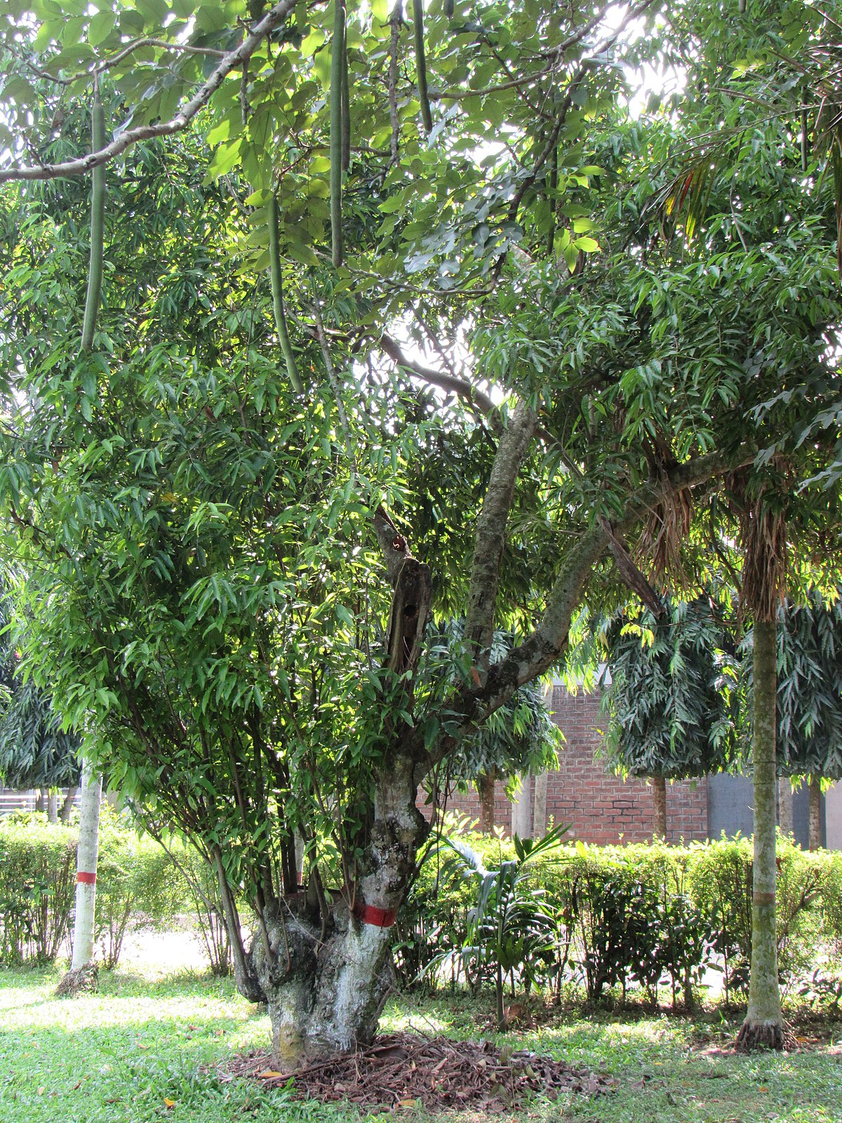 Превью Тамал